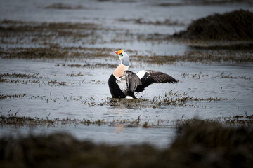 Portrait of a King Eider (Somateria spectabilis) in Icelandic waters