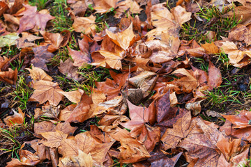Brown dry Maple leaves fallen on the ground.