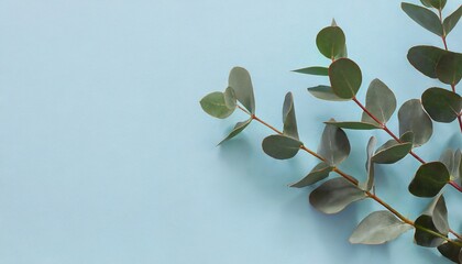 banner with one eucalyptus branch on a light blue background minimalism