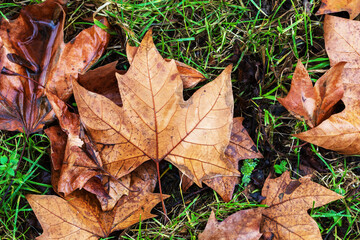 Brown dry Maple leaves fallen on the ground.