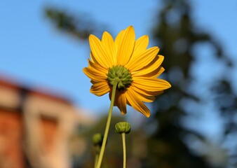 yellow flower against blue sky