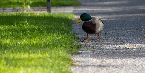 Mallard duck (Anas platyrhynchos) in Sauerland