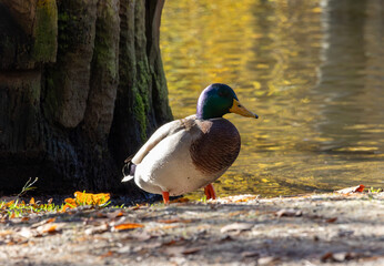 Mallard duck (Anas platyrhynchos) in Sauerland