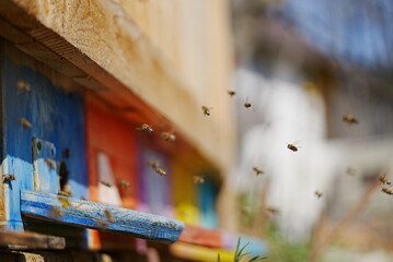 Bienen Fliegen 
