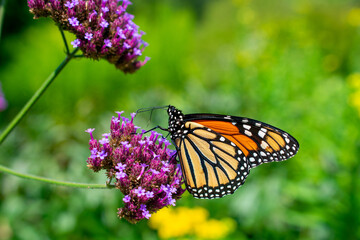 butterfly on flower