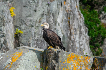 american bald eagle