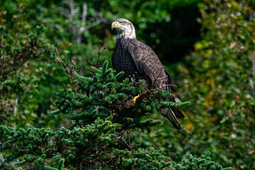 bald eagle on tree
