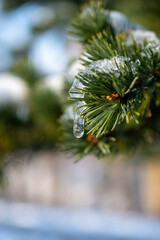 christmas tree branches