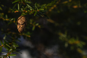 cones in the snow