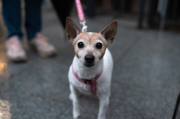 Un perro mascota bodegero en la calle con collar sujetado por su dueño.