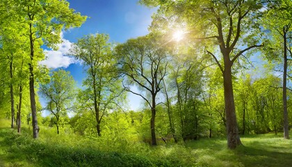 scenic forest of deciduous trees with blue sky and the bright sun illuminating the vibrant green foliage panoramic view