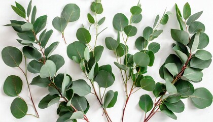 Fototapeta na wymiar green leaves eucalyptus on white background flat lay top view