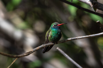 hummingbird in the garden