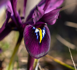 purple iris flower