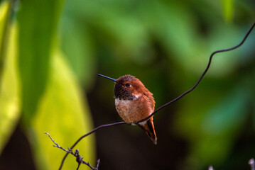 Hummingbird on branch