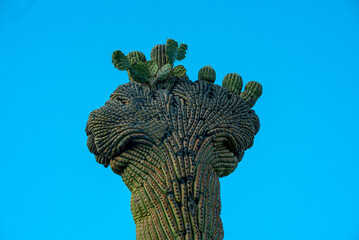 Saguaro Cactus