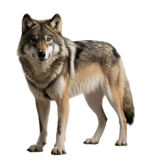 wolf isolated on white