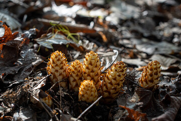 squaw corn bear corn