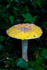 mushroom in the forest