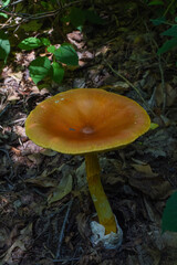 mushroom in the forest