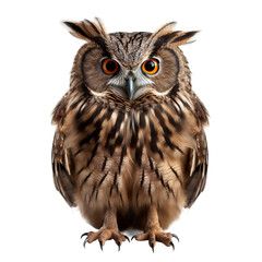 Fototapeta premium owl isolated on white
