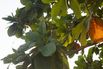 A yellow crowned amazon green parrot camouflaged into a tree branches and leaves in sunny day