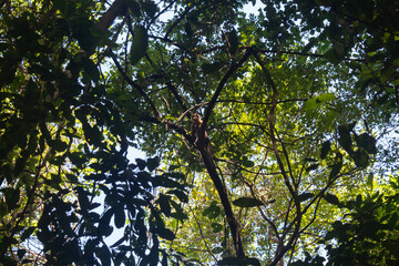 A curious capuchin Monkey camouflaged into a jungle tree looking at the camera in sunny day of tayrona national park