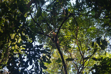Capuchin monkey climbing a tree into colombian tayrona national park in sunny day