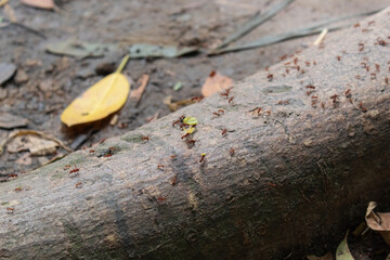 Closeup to a group of red giant ants carrying leaves pieces over a tree trunk of tropical jungle