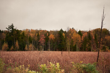 View of the reeds in the marsh and the forest in autumn