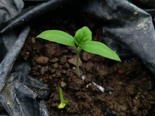 plant growing in soil