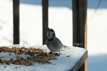 This is such a beautiful scene with a blue jay bird coming out for a peanut. The Bright blue colors of this corvid stands out among the pretty white snow all around.
