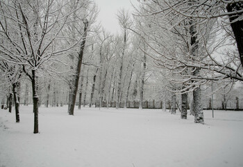 winter in the park, snowing and having fun 