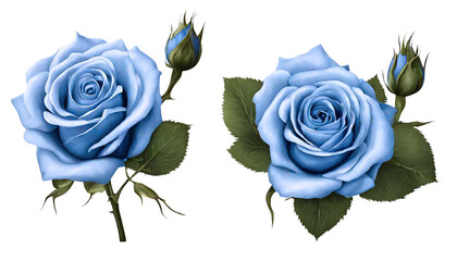 blue rose flower png, Blue Rose on isolated png background, rose flower png close up marco, beautiful blue rose png floral decorative element, realistic flower icon isolated on transparent