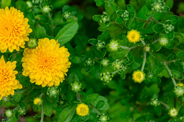 Beautiful yellow chrysanthemum on a bush close-up, top view.