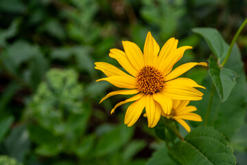Yellow flowers. Heliopsis, an excellent tall perennial for the backdrop of a flower bed.