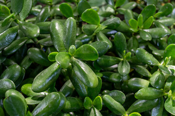 Crassula. Close up of green leaves of money tree in garden. Selective focus.