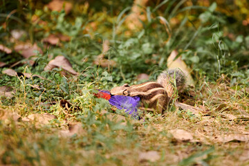 Charming little chipmunk looking for leftovers in candy bar wrapper against green vegetation backdrop in Indian park, symbolizing resilient spirit of small creatures adapting to urban environments