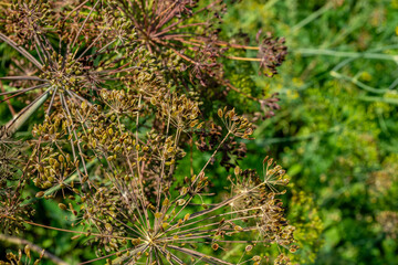 Close-up of ripening green brown dill seeds in a vegetable garden.