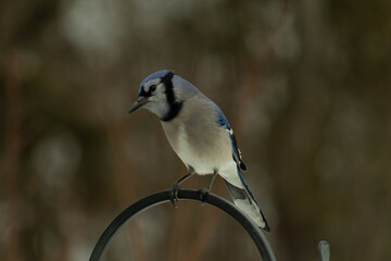 This beautiful blue jay bird came out to the shepherds hook when I took this picture. The blue and...