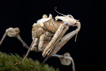 Detail of a Dead leaf mantis ( Deroplatys lobata )