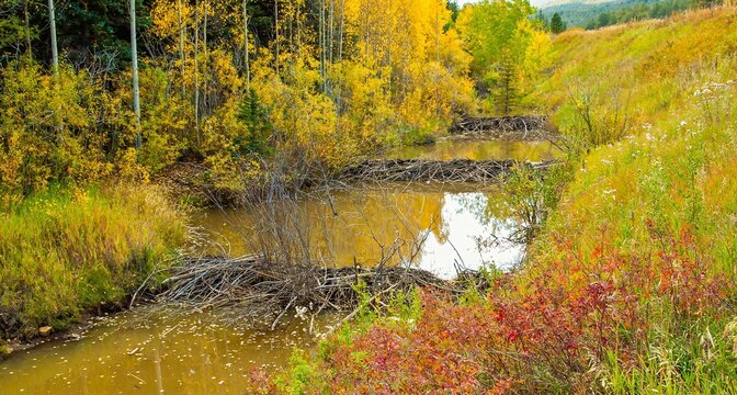 Trees in fall color surround three beaver dams in the Adirondack National Park, Upper New York.