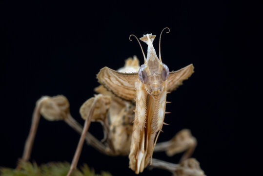 Detail of a Dead leaf mantis ( Deroplatys lobata )