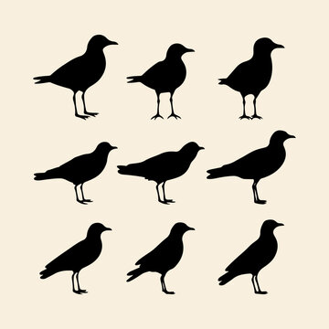 Gull Bird Black Silhouette. Drawing Gull Bird collection Set. Freehand Drawing And  Vector Illustration