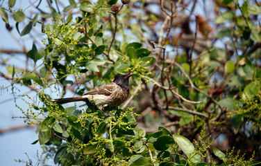 Red vented bulbul perched in a tree