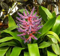 Fendlers Bromeliad flowers in the conservatory of a large estate and tourist attraction in Asheville, North Carolina