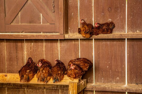 Cochin Chickens roosting in a barn near Asheville, North Carolina