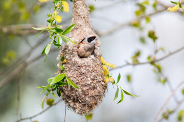 nest on tree