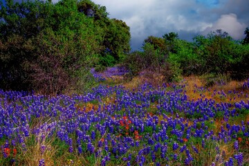 Obraz premium A meadow covered wi\with bluebonnet flowers in the Texas hill country