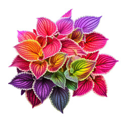  Colorful coleus leaves isolated on transparent background